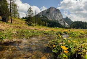 kingcup blossoms on a little brook and view to high mountains photo