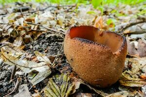 large bay cup mushroom in the forest floor photo