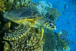 seaturtle lying on corals from the reef and looking into the blue water photo