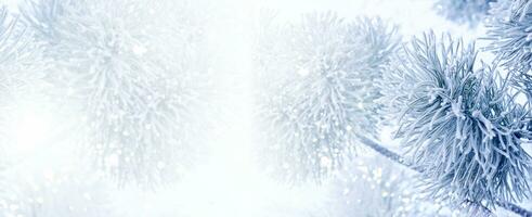 Coniferous spruce branch. Frozen winter forest with snow covered trees. photo