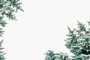 árbol de navidad en la nieve aislado en un fondo blanco. tarjeta de felicitación. foto