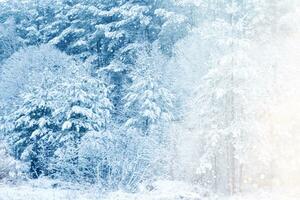 Christmas natural background. Blurred. Landscape. Frozen winter forest with snow covered trees. photo