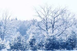 bosque de invierno congelado con árboles cubiertos de nieve. foto