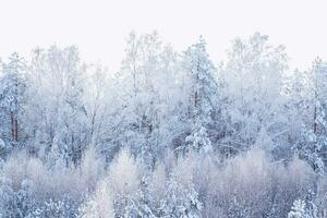 Landscape. Frozen winter forest with snow covered trees. photo