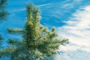 Landscape. Frozen winter forest with snow covered trees. photo