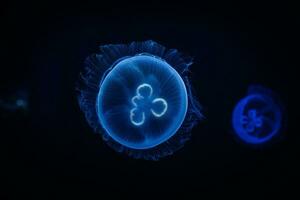 Blue jellyfish on a black background. Macro photography underwater jellyfish close up. Japanese Sea Nettle Chrysaora pacifica photo