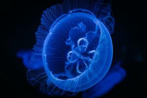 Jellyfish glow blue in the dark. Neon transparent jellyfish float on a black background. Jellyfish in action in the aquarium. Beautiful jellyfish moving through the neon lights. Craspedacusta sowerbii photo