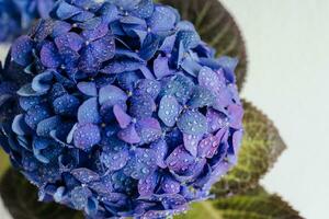 Woman watering hydrangea at home. Blue indigo pink purple hortensia, hydrangea close-up macro drops. Floral background photo