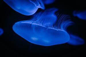 Jellyfish glow blue in the dark. Neon transparent jellyfish float on a black background. Jellyfish in action in the aquarium. Beautiful jellyfish moving through the neon lights. Craspedacusta sowerbii photo