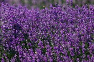 Lavender field. Beautiful lavender blooming scented flowers with dramatic sky. Photography of the Spanish lavender fields of brihuega in full bloom, a pleasure for the eyes and smell. photo
