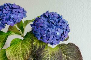 Woman watering hydrangea at home. Blue indigo pink purple hortensia, hydrangea close-up macro drops. Floral background photo