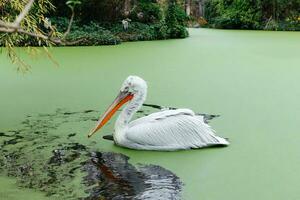 A Great White Pelican, Pelecanus onocrotalus swimming in the waters of green lake Kirkini. Pelecan in zoological garden. photo