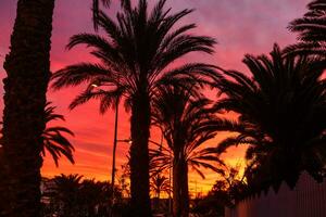 Palm tree silhouette during sunset in canary islands photo