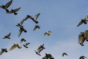 bandada de palomas de carreras de velocidad volando contra el cielo azul claro foto