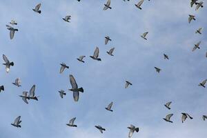 bandada de palomas mensajeras volando contra el cielo azul claro foto