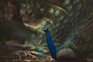 beautiful feather of indian peacock in natural habitat photo