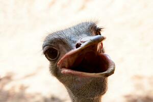 gracioso cara de amplio boca avestruz foto