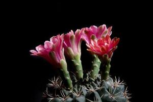 side view of gymnocalycium baldianum against dark background photo