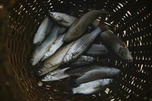 sea fish in lying in fisher man bamboo basket photo