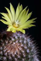 close up yellow flower of mammillaria cactus photo