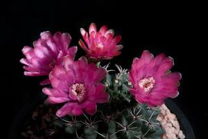 pink flower of gymnocalycium cactus blooming against dark background photo