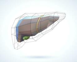 The 3D illustration of the liver is presented in geometric lines for a modern look on a white background. vector