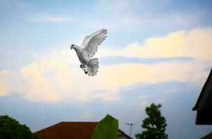 hovering of homing pigeon against beautiful sky photo