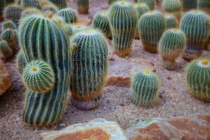 cactus ,succulent on sand of desert photo
