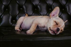 francés buldog perrito dormido en cuero sofá foto