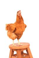 livestock hen standing on wood desk isolated white background photo