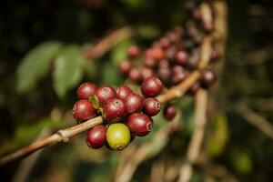 cerca arriba verde amarillo y rojo de orgánico café semilla en árbol rama foto