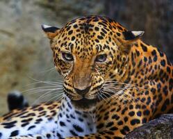 close up face of angry leopard photo