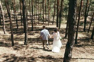 Wedding walk in the pine forest. Sunny day. photo