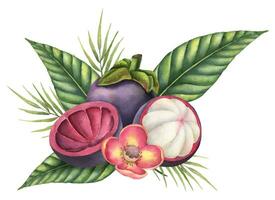 Mangosteen with palm leaves and flowers. Watercolor hand drawn illustration of exotic tropical Fruit on isolated background. Drawing of asian food with garcinia and juicy slices. Sketch of mangostana vector