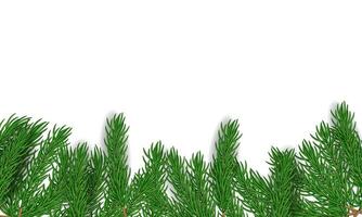 Green natural background with pine. -  Vector. vector