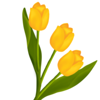 tulip painting into a beautiful bouquet png