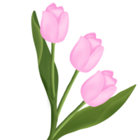 tulip painting into a beautiful bouquet png