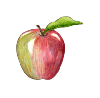 Watercolor illustration of rose apple. Ripe fruits with leaves. Realistic botanical flower arrangement. Isolated illustration on white. Hand drawn food design element. Lunch, snack, back to school. png