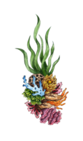 Watercolor illustration of marine green algae and colorful corals. Flora of aquatic plants. Aquarium plants, underwater planting. Isolated. Drawn by hand. png