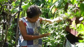 Asian elderly senior woman is smiling  for gardening with plants and organic fresh harvested vegetables in garden at house. Elderly and healthy in retirement concept video