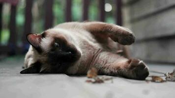 Siamese cat enjoy and playing dry leaf on wooden terrace video