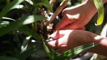 cerrado arriba asiático mujer mano es jardinería para seco orquídea planta y flores en un maceta con natural luz de sol en jardín video