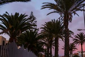 Tropical sunset - Atlantic coast landscape on Tenerife photo