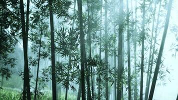 Bamboo trees shrouded in a mystical foggy atmosphere video