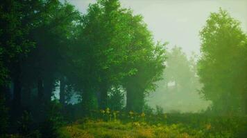 A misty forest with dense foliage and towering trees video