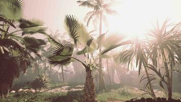 A group of palm trees in a tropical setting video