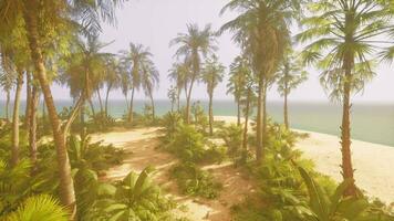 A picturesque tropical beach with lush palm trees video