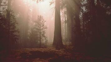 une dense forêt avec imposant des arbres video