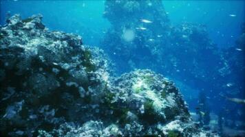 A vibrant underwater coral reef teeming with a diverse school of fish video