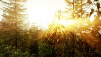 luz de sol transmisión mediante arboles en un sereno bosque video